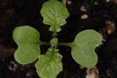 Wild radish